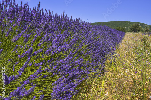 a row of lavender with hill, Provence, France