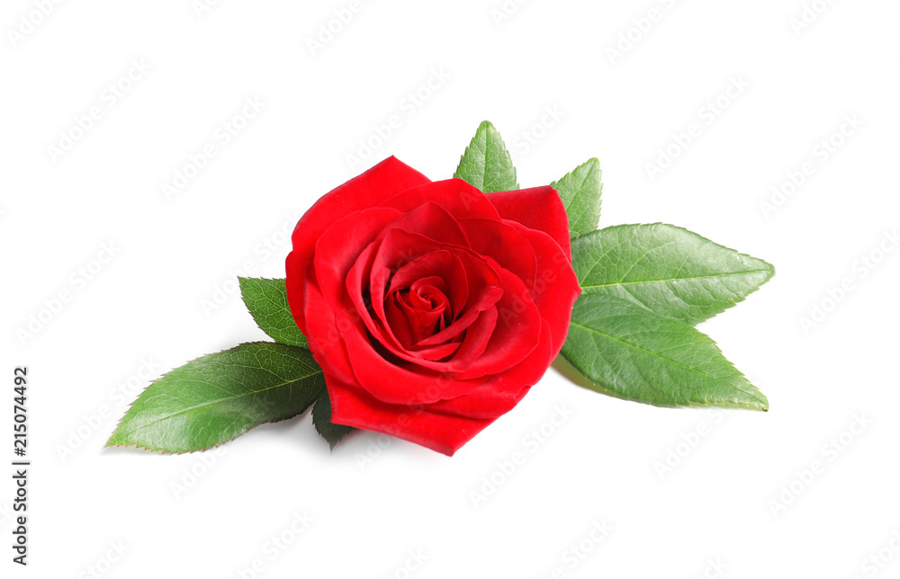 Naklejka premium Beautiful red rose flower on white background