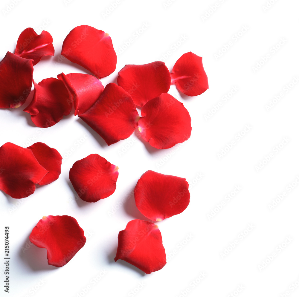 Fototapeta premium Red rose petals on white background, top view
