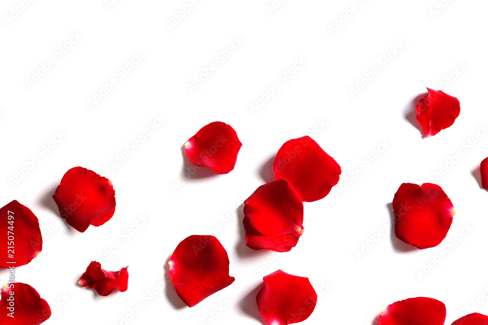 Red rose petals on white background, top view Red rose petals on white background, top view