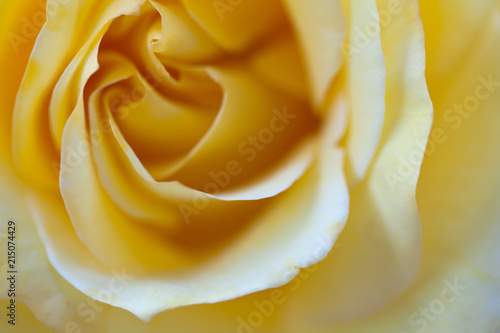 A perfect yellow rose with selective blur perfect for a greeting card