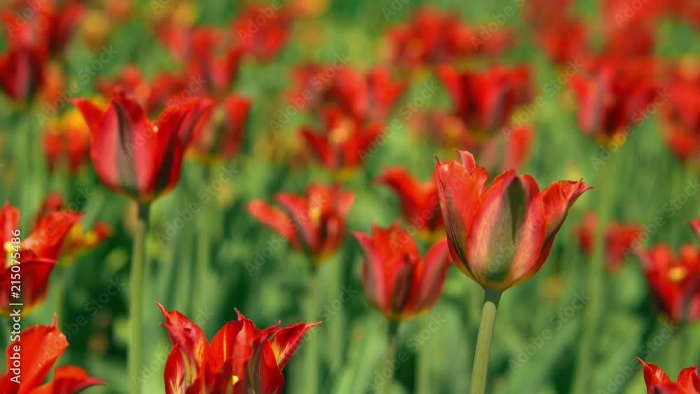 Rare sort of dutch tulips in botanical garden. Shaking greenery by the cool wind. Rare sort of dutch tulips in botanical garden. Shaking greenery by the cool wind.