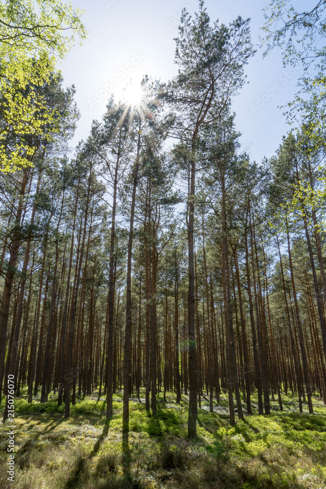 Sunshine forest trees. Sun through vivid green forest. Forest in light Sunshine forest trees. Sun through vivid green forest. Forest in light