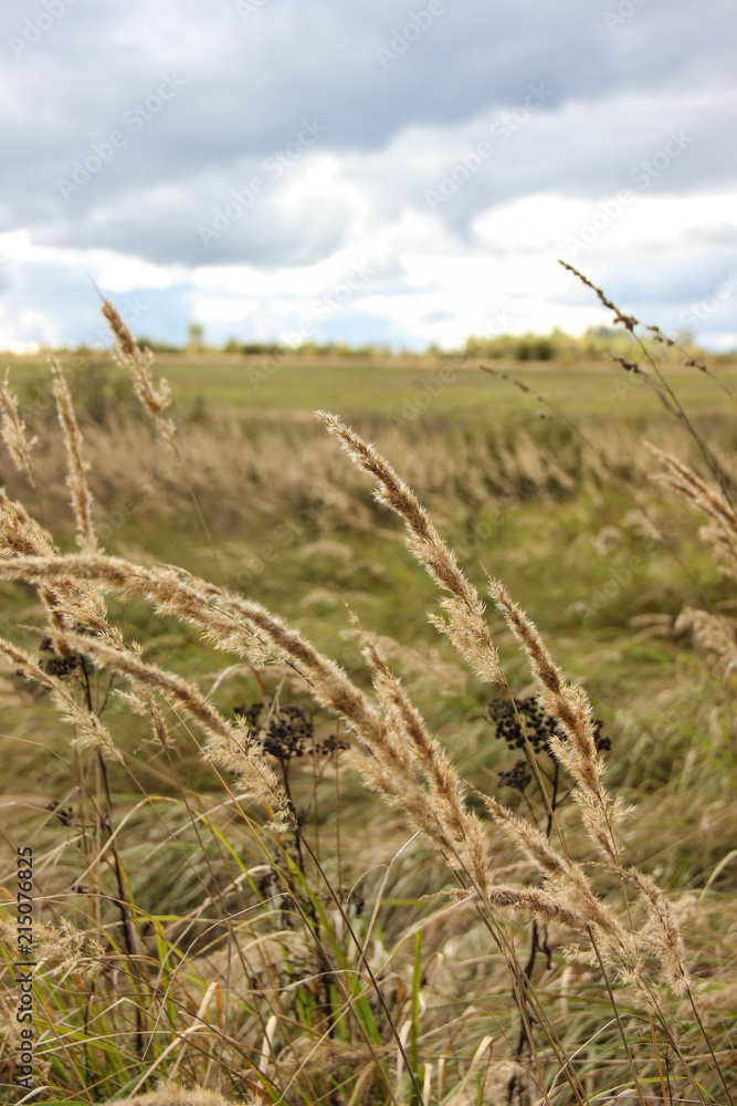 Obraz premium Closeup wheat field with sky on background