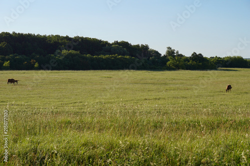 red horse with horse foal pasturing on meadow.