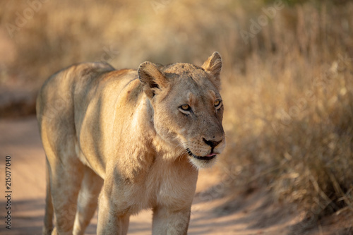 Lioness walk by © Darrel