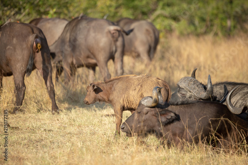Fototapeta Naklejka Na Ścianę i Meble -  Herd of buffalo with focus on a calf