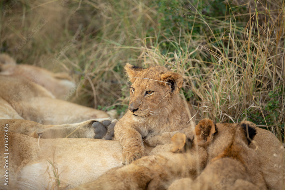 Lion cub resting Lion cub resting