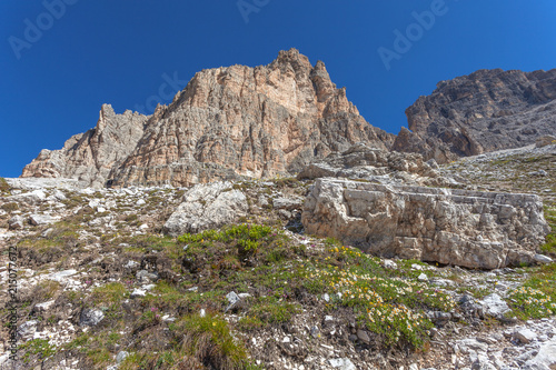 Flowers that grow on the debris at the foot of the Tre Cime di Lavaredo walls, Auronzo, Italy