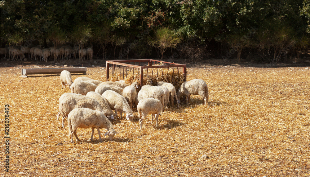 Fototapeta premium White sheeps near a feeder with hay on pasture of a farm on a sunny day (Lat. Ovis aries)