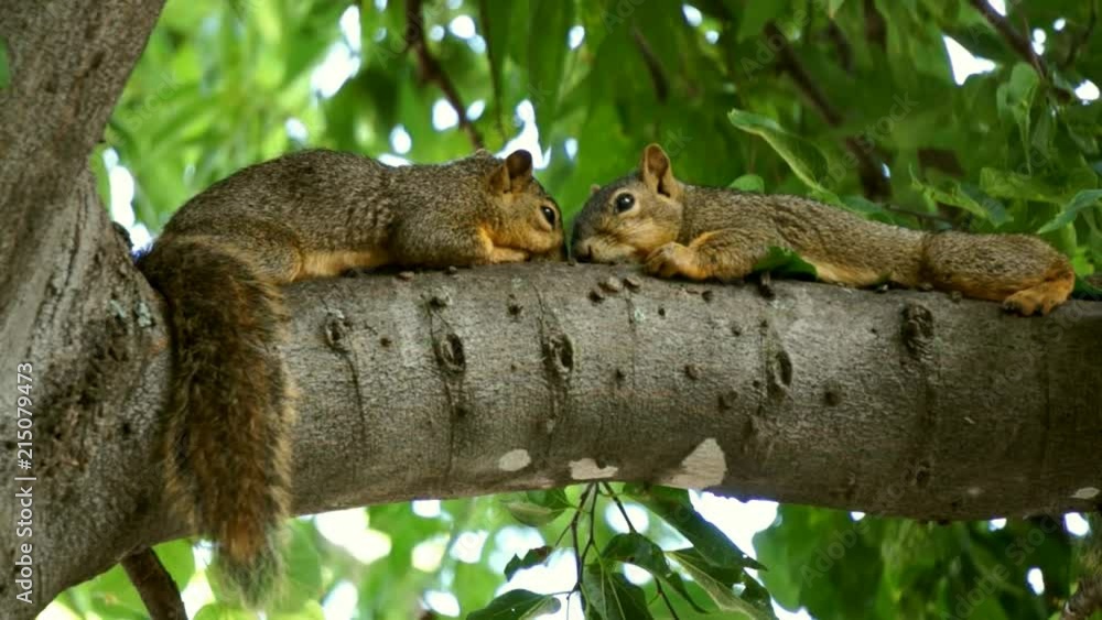 Two Squirrels Resting on a Tree Branch Two Squirrels Resting on a Tree Branch