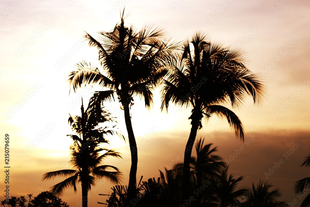 Silhouette of Palm coconut tree sunset sky beautiful view landscape blur background