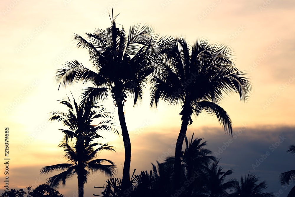 Silhouette of Palm coconut tree sunset sky beautiful view landscape blur background
