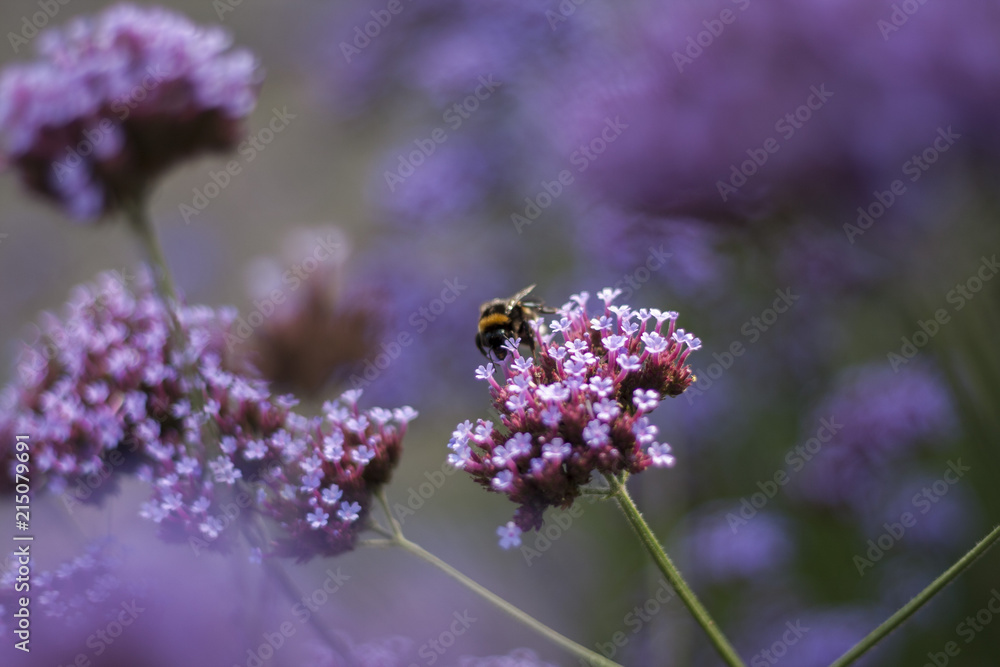 violet verbena flower in garden violet verbena flower in garden