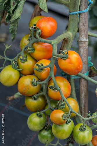 Organic orchard cultivation