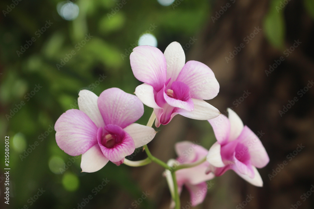 Macro of beautiful pink orchids in full bloom Macro of beautiful pink orchids in full bloom