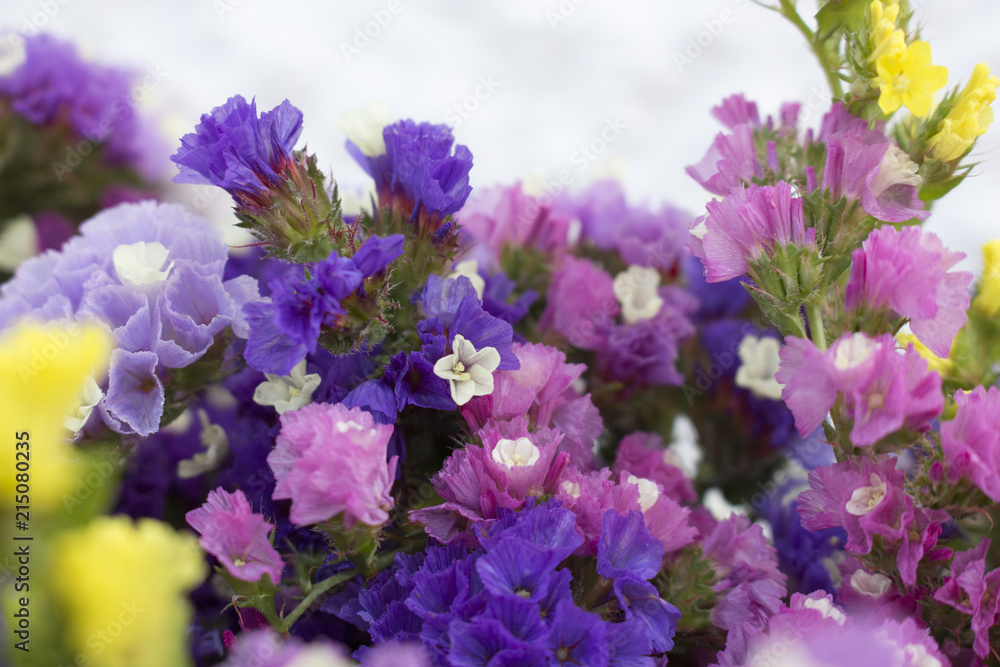 Closeup of vibrant and colorful limonium flowers (sea lavender) Closeup of vibrant and colorful limonium flowers (sea lavender)
