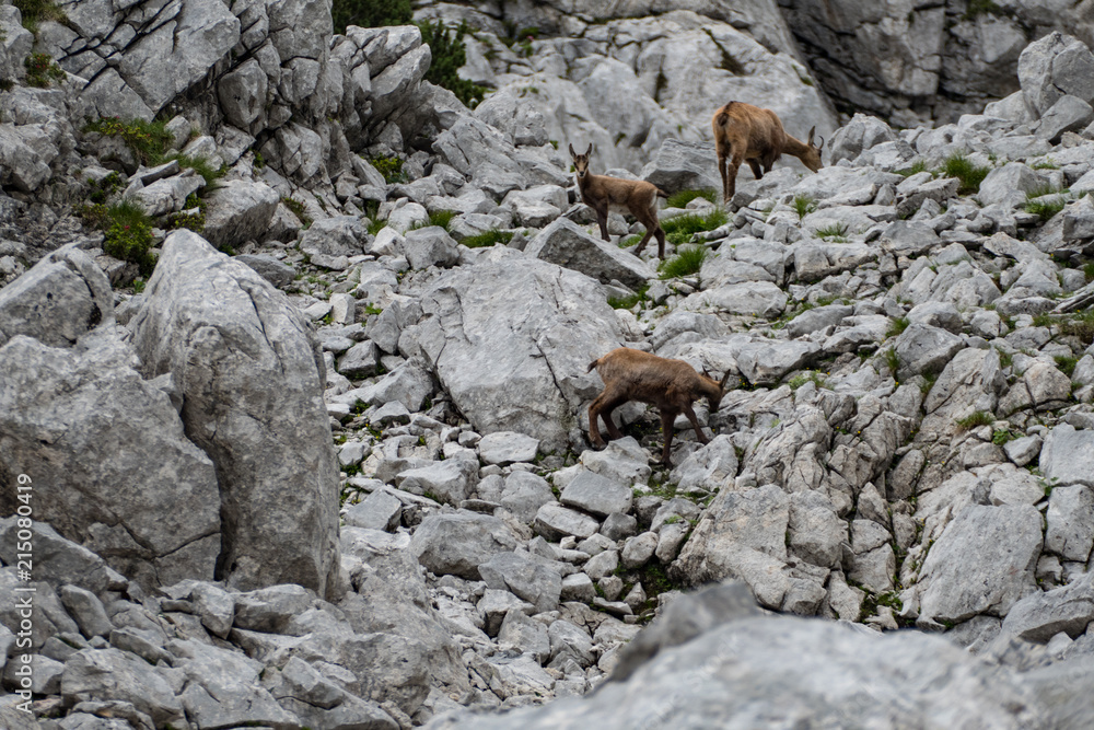 wild chamois in the rocks under grosser priel wild chamois in the rocks under grosser priel