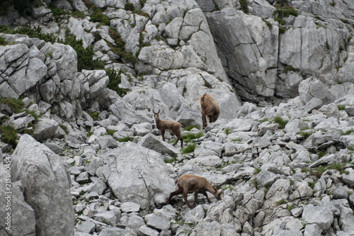 wild chamois in the rocks under grosser priel