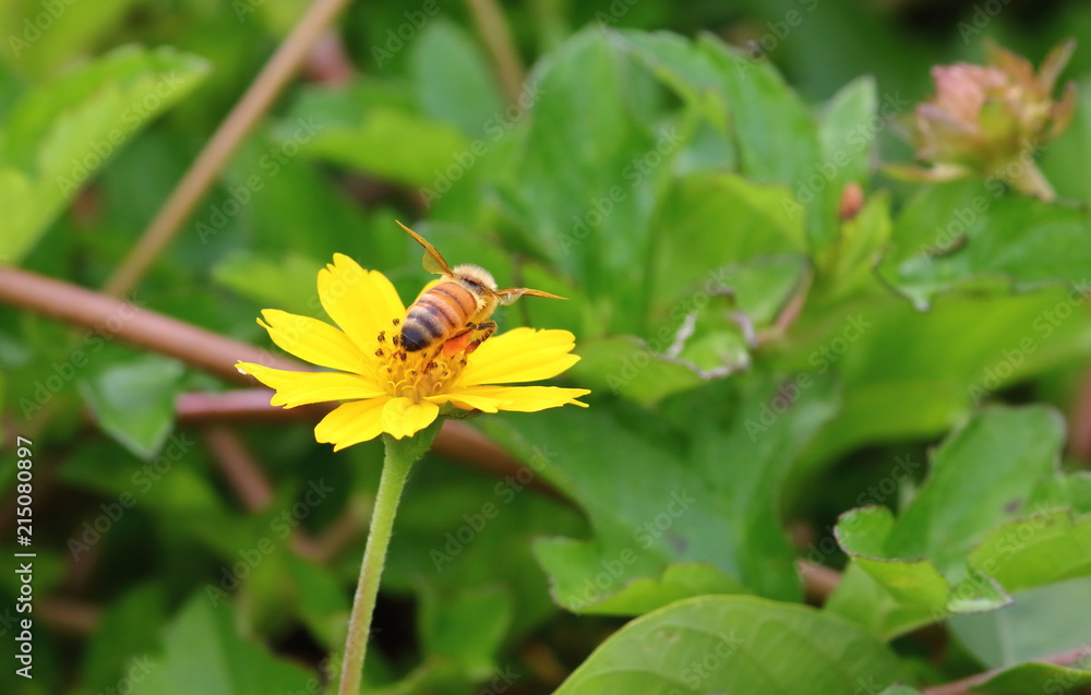 close up beautiful bee and flower in natural close up beautiful bee and flower in natural