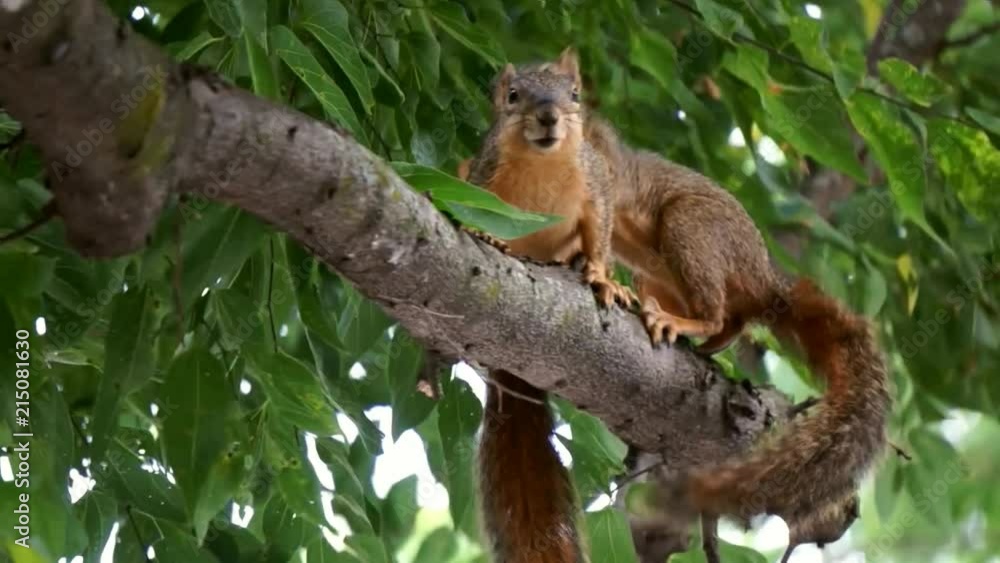 Two Squirrels Playing in a Tree Two Squirrels Playing in a Tree