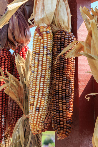 The Dried Indian Corn For Sale