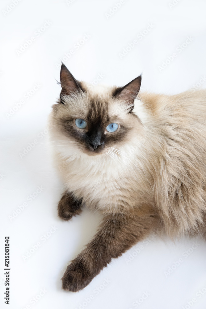 Beautiful cat siamese portrait close-up looks at the light