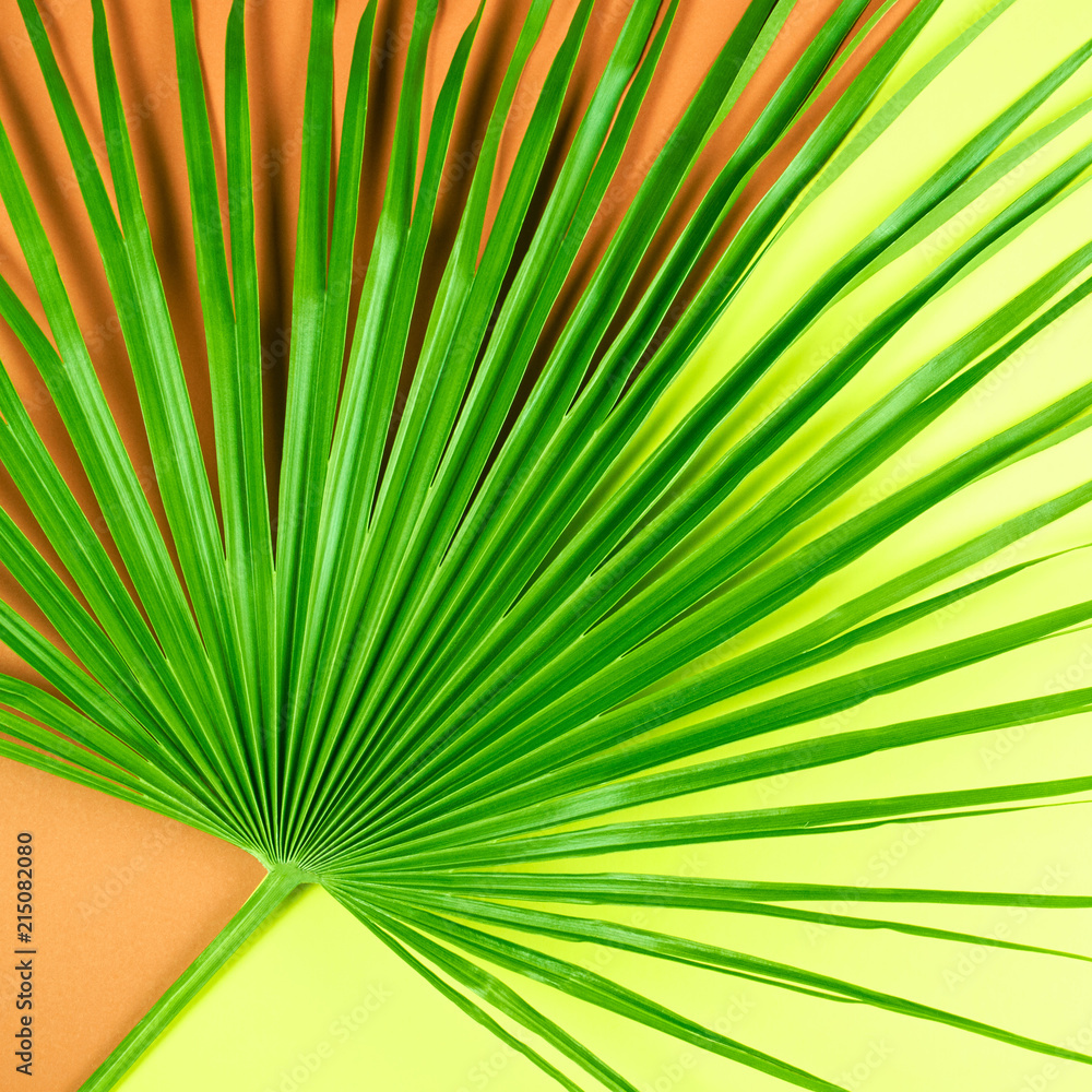 Fototapeta premium Tropical palm leaf with colorful background.