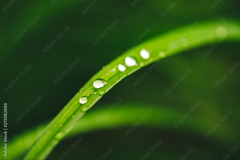 Beautiful vivid shiny green grass with dew drops close-up with copy space. Pure, pleasant, nice greenery with rain drops in sunlight in macro. Background from green textured plants in rain weather. Beautiful vivid shiny green grass with dew drops close-up with copy space. Pure, pleasant, nice greenery with rain drops in sunlight in macro. Background from green textured plants in rain weather.