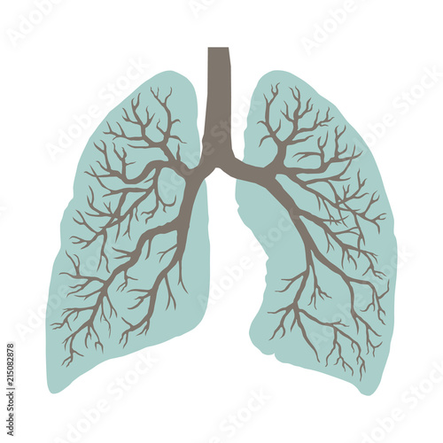 Human lungs. Respiratory system.
