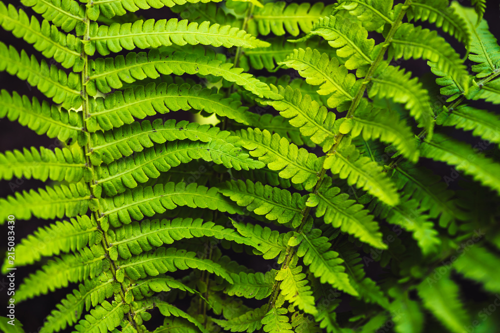Large green leaves of fern close-up. Detailed background of big foliage with copy space. Textured leaf of polypodiales.