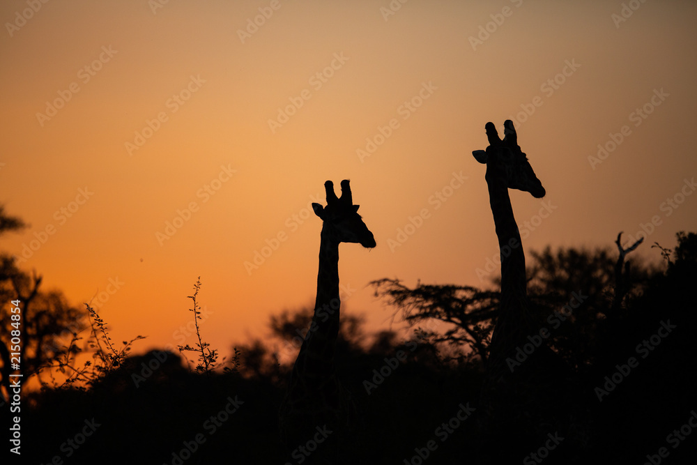 Giraffe in the setting Sun