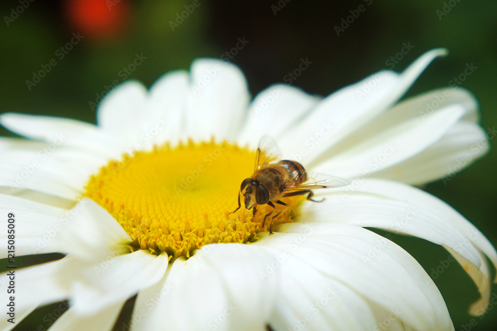 Fototapeta premium Bee on chamomile collecting honey