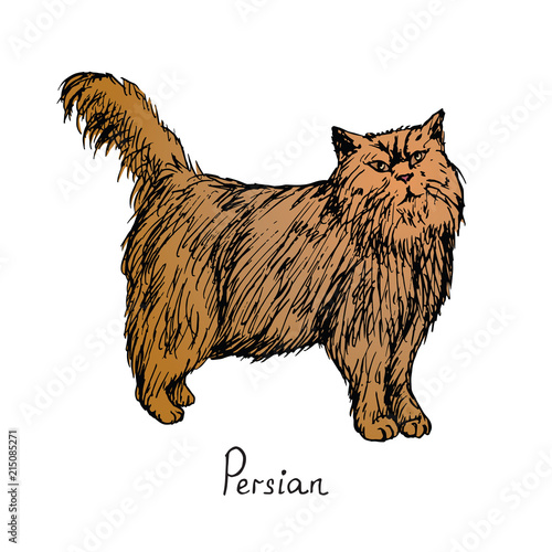Persian, cat breeds illustration with inscription, hand drawn colorful doodle, sketch, vector