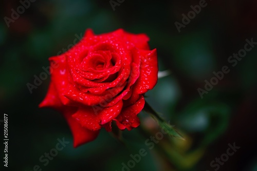 Beautiful red rose flower for love and valentine day 