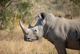 White Rhino in the bush