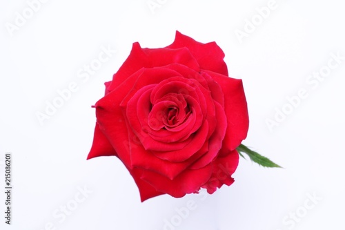 Beautiful red rose flower for love and valentine day  