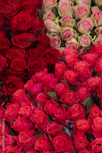 Fototapeta Naklejka Na Ścianę i Meble -  Bunch of fresh and colorful roses for background