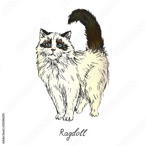Ragdoll, cat breeds illustration with inscription, hand drawn colorful doodle, sketch, vector