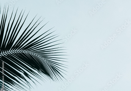 Palm leaves silhouette against clear sky. Creative minimalism. Copy space for text
