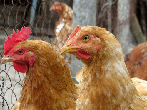 Brown chickens on the farm, selective focus. Domestic laying hens in the coop
