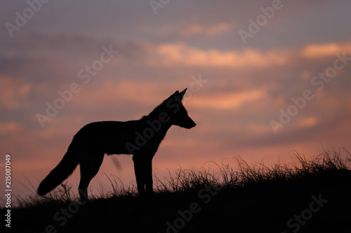 red fox silhouette © Pim Leijen