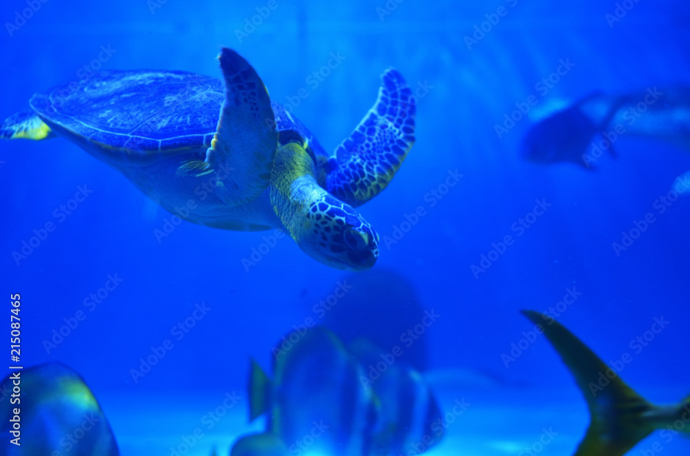 Obraz premium Great sea turtle dives in blue water