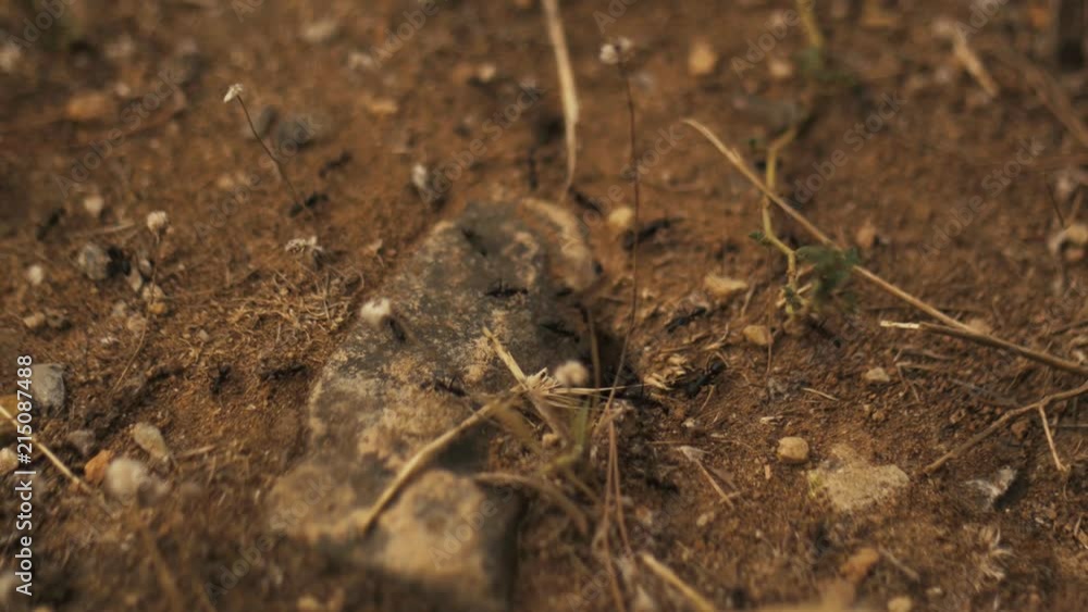 Ants coming in and out from the nest on the ground. Shallow depth of field macro shot. Ants coming in and out from the nest on the ground. Shallow depth of field macro shot.