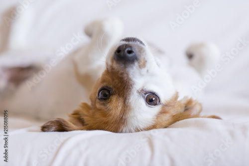 cute small dog Dog lying on back on the bed - selective focus. white background. Pets indoors