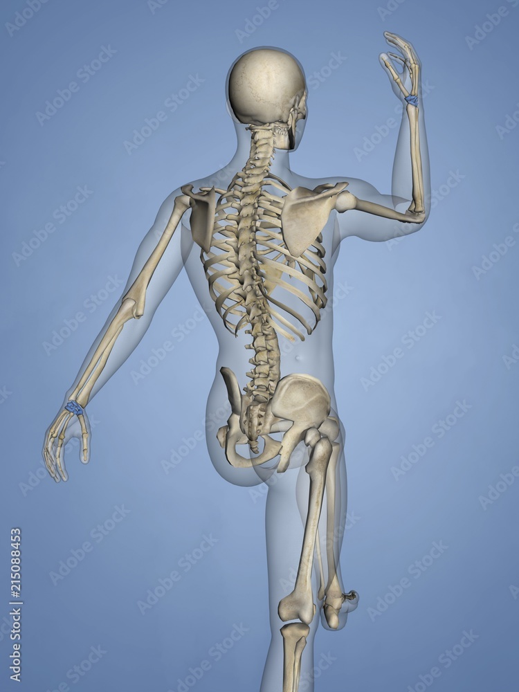 Carpus, Human Skeleton, 3D Model