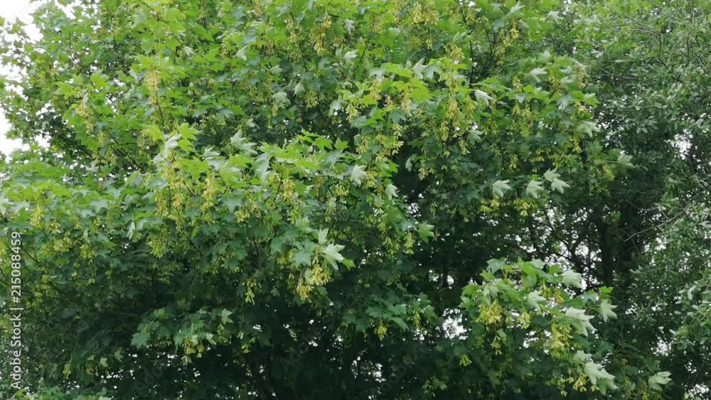 Sycamore tree leaves, Acer pseudoplatanus, blowing in wind, STATIC CLOSEUP Sycamore tree leaves, Acer pseudoplatanus, blowing in wind, STATIC CLOSEUP