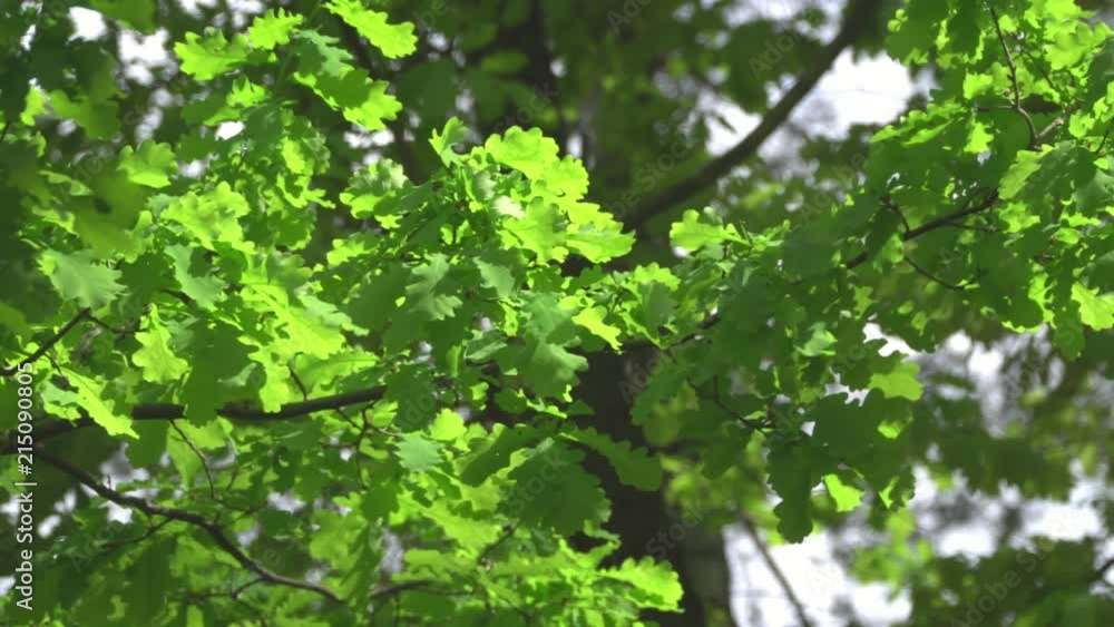 Big trees with oak leaves with natural sunlight and wind. Big trees with oak leaves with natural sunlight and wind.