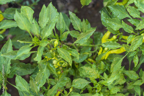 Wallpaper Mural Bahçede yetişen sebzeler Torontodigital.ca