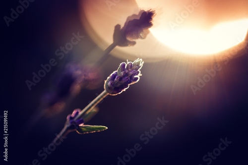 Fototapeta Naklejka Na Ścianę i Meble -  Lavendel in der Abenddämmerung